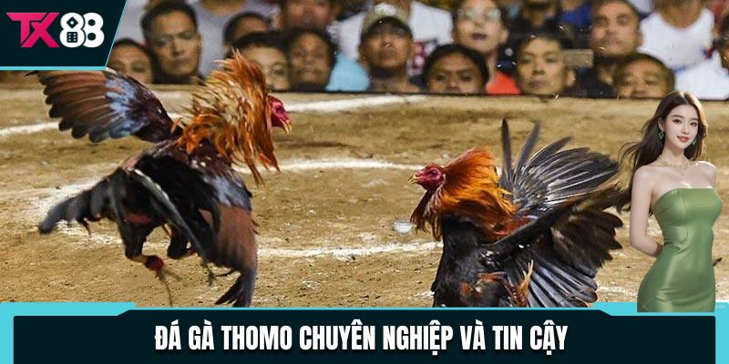 Đá gà Thomo chuyên nghiệp và tin cậy 