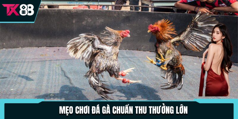 Mẹo chơi đá gà chuẩn thu thưởng lớn