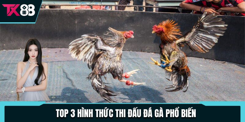 Top 3 hình thức thi đấu đá gà phổ biến 